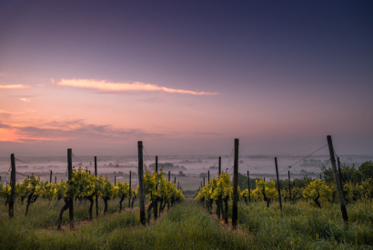 L’appellation Saint-Julien