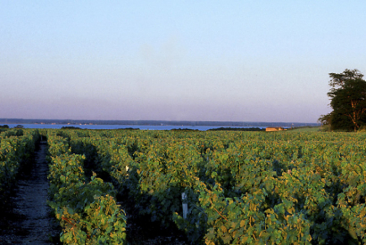 L’appellation Haut Medoc